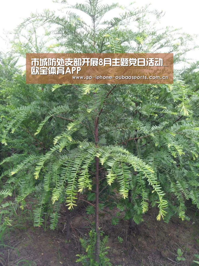 市城防处支部开展8月主题党日活动_欧宝体育APP(图1) 官方应用