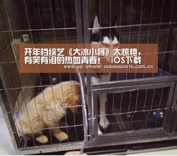 APP下载